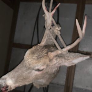 Meet your Posher, Abel